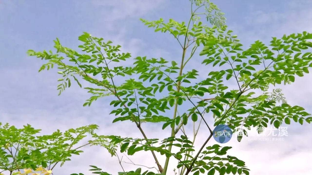 种植辣木有前景吗_种植辣木树前景_辣木种植