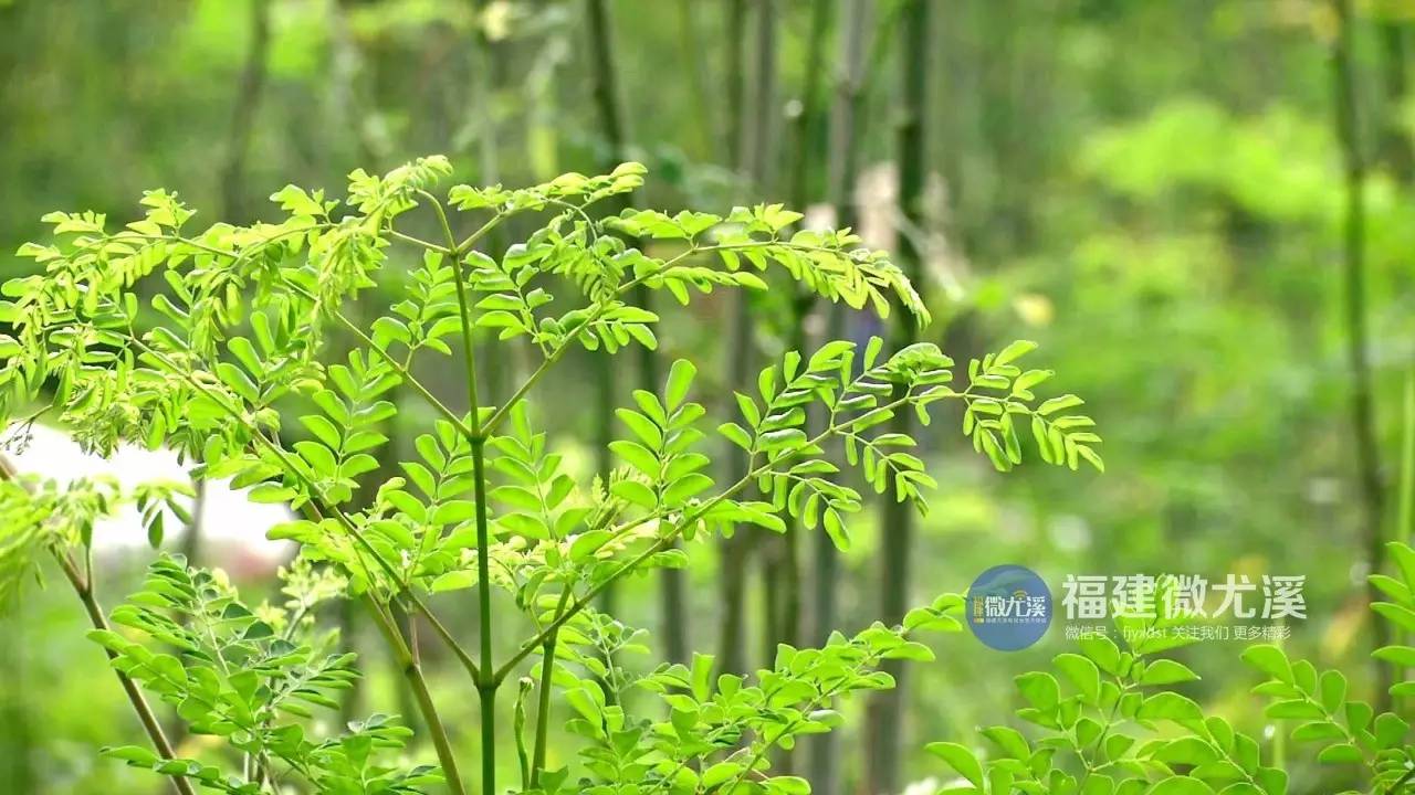 辣木种植_种植辣木有前景吗_种植辣木树前景