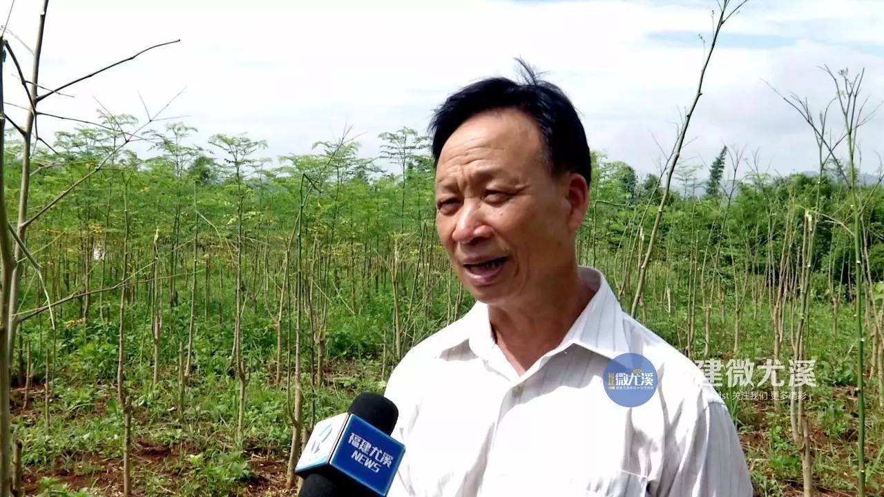 种植辣木树前景_辣木种植_种植辣木有前景吗