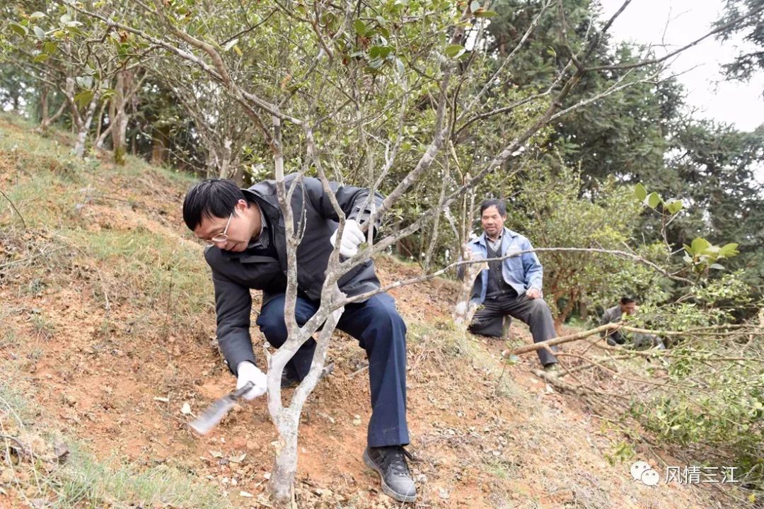 油茶苗木广告_油茶种植宣传标语大全_油茶苗广告宣传语