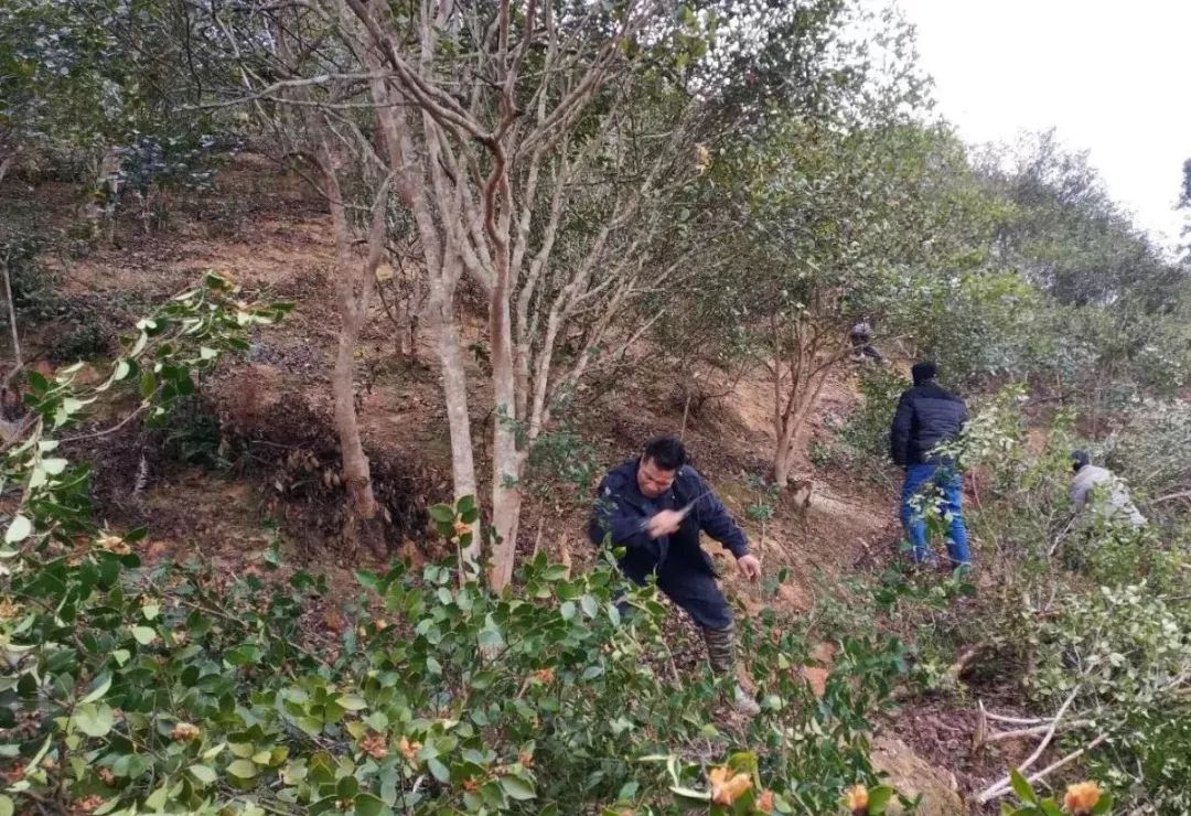 油茶苗木广告_油茶种植宣传标语大全_油茶苗广告宣传语