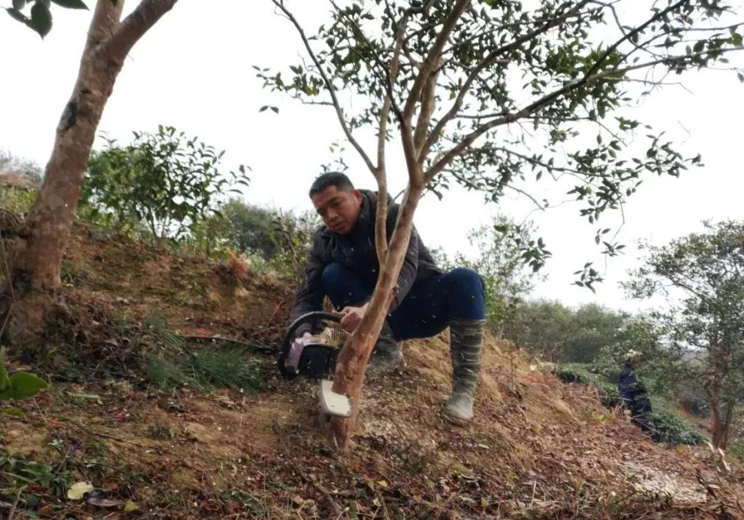 油茶苗广告宣传语_油茶种植宣传标语大全_油茶苗木广告