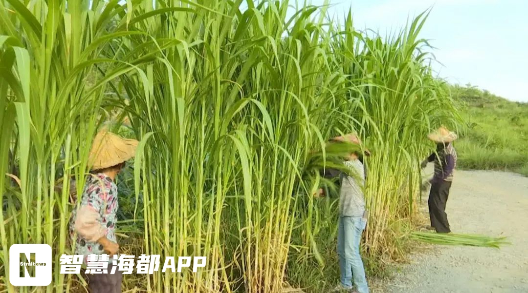 巨菌草种植食用菌_巨种植食用菌菌草有哪些_食用菌种植视频