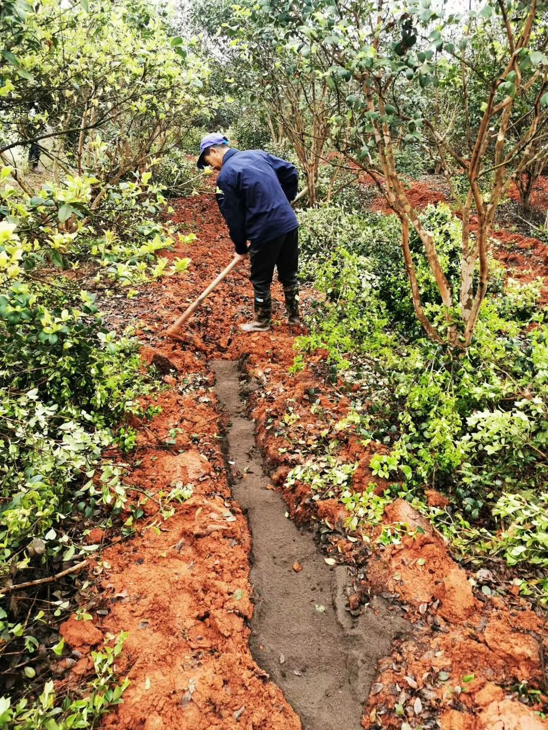 油茶苗木广告_油茶苗广告宣传语_油茶苗圃