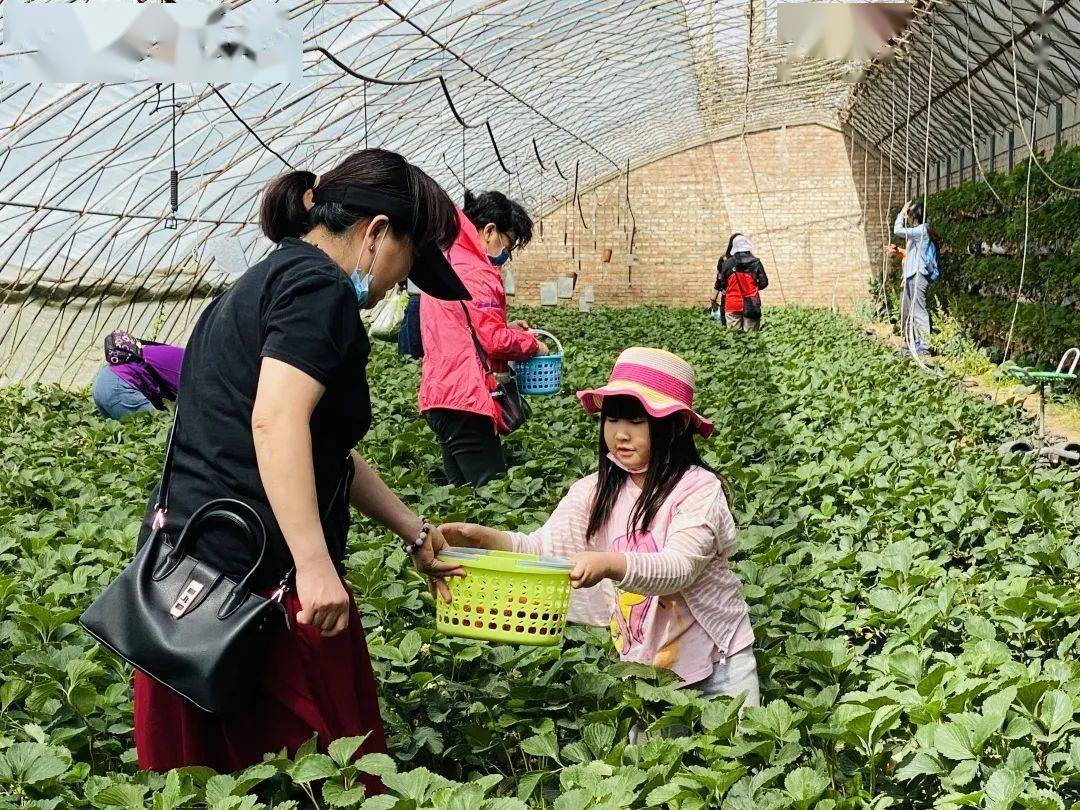 采摘草莓图片_采摘草莓英语_草莓 采摘