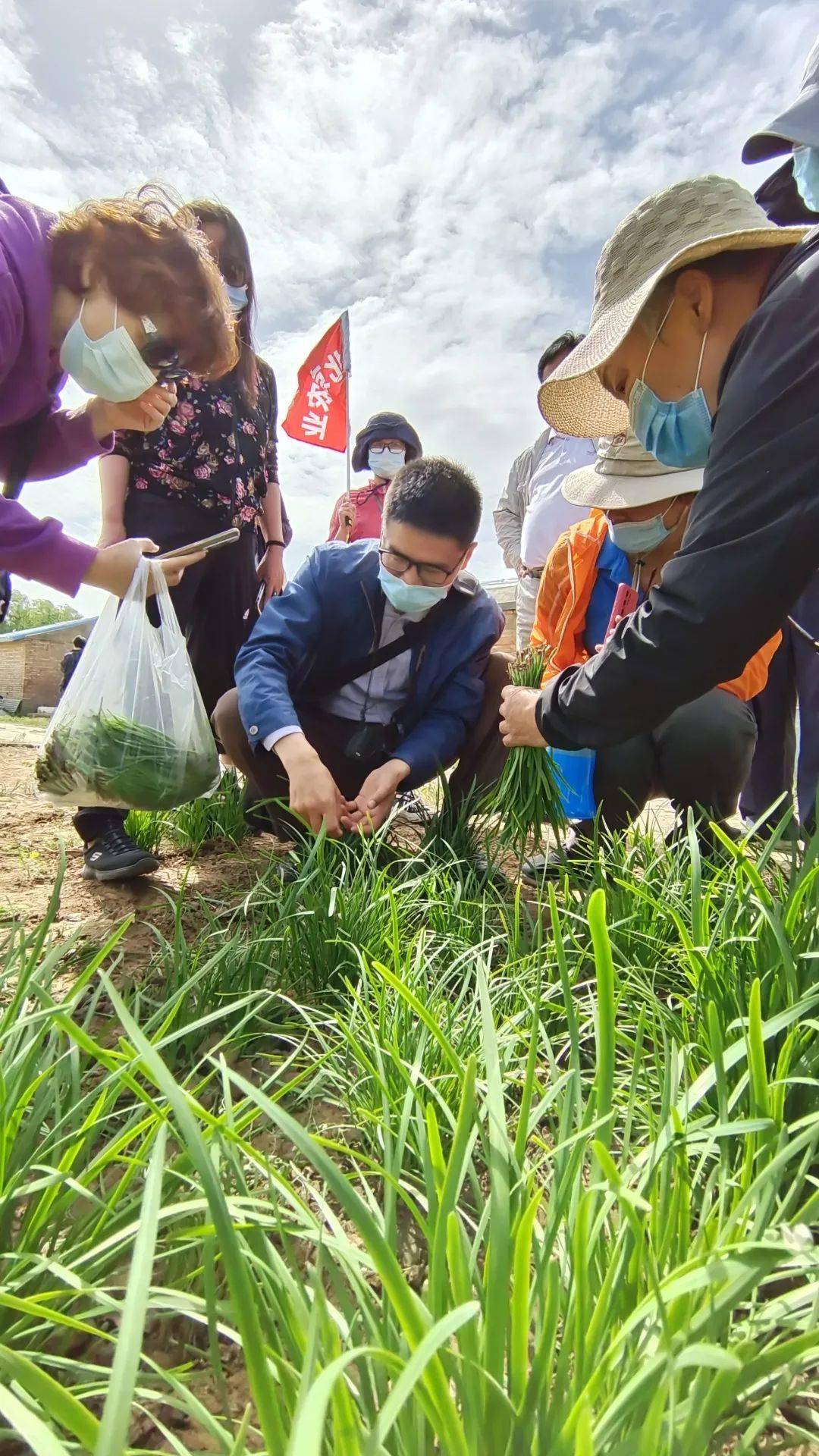 采摘草莓图片_草莓 采摘_采摘草莓英语