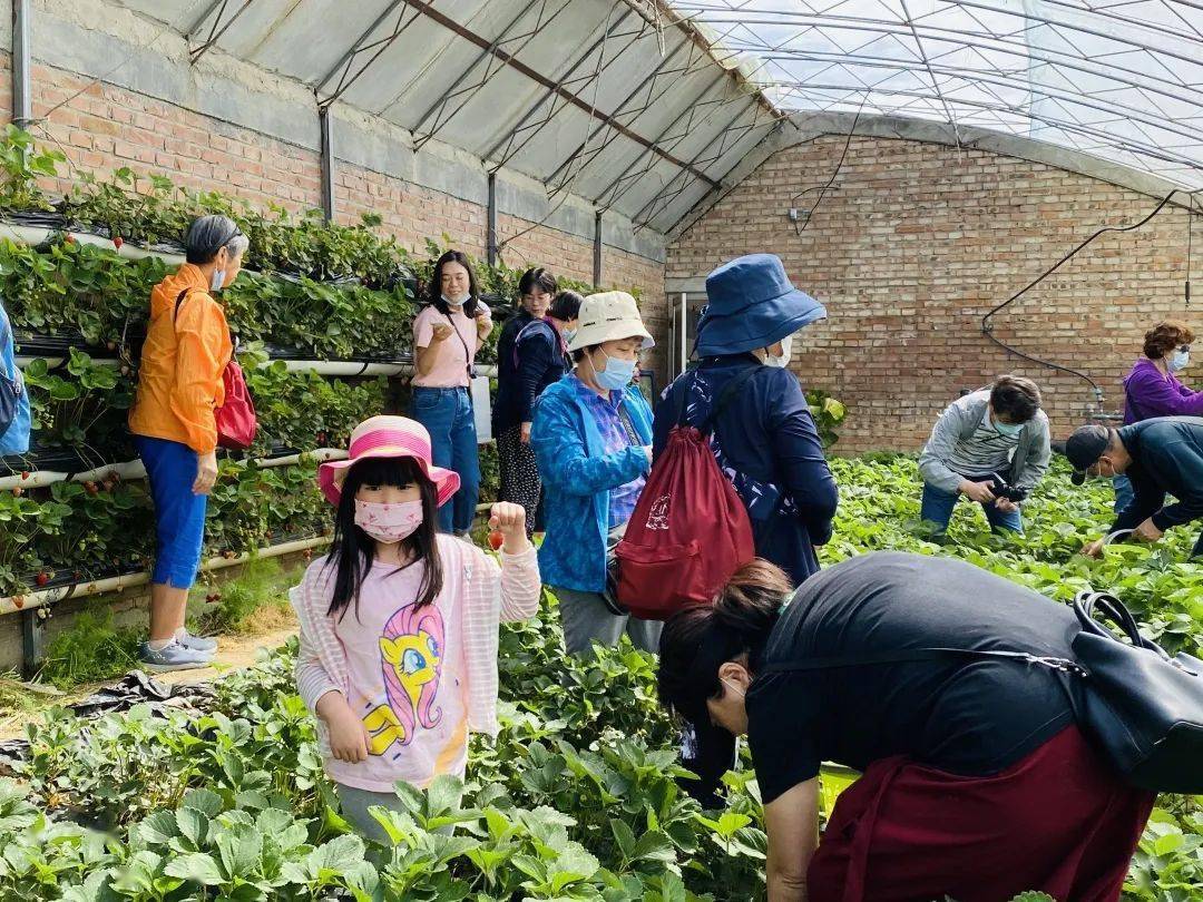 草莓 采摘_采摘草莓英语_采摘草莓图片