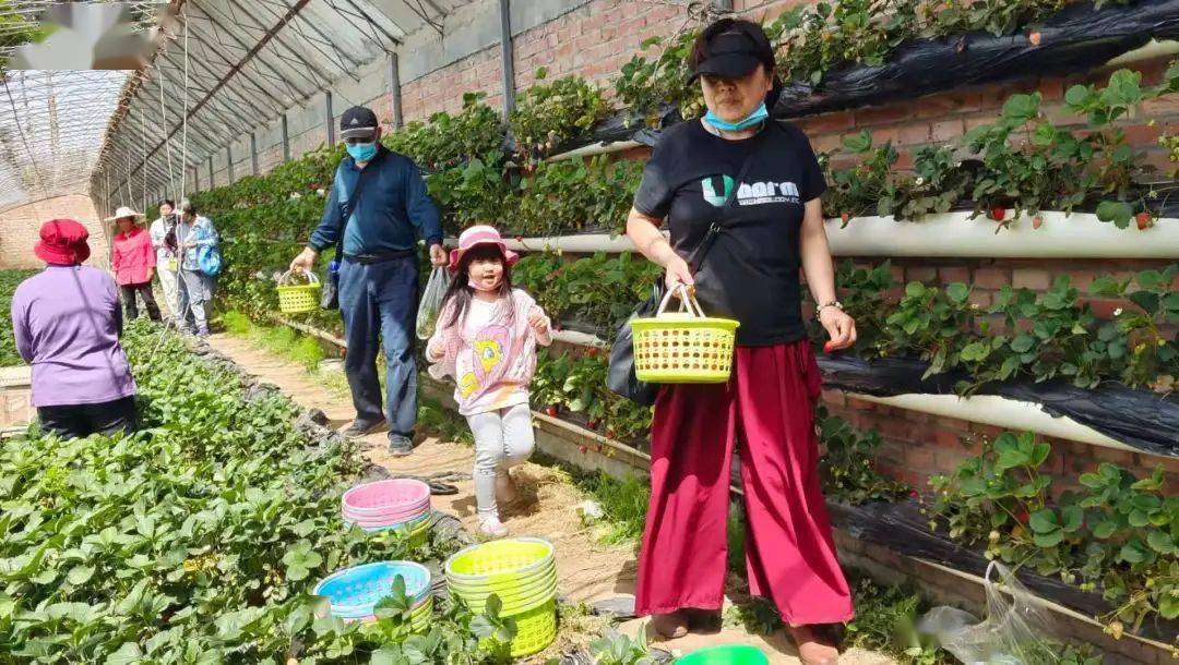 草莓 采摘_采摘草莓英语_采摘草莓图片