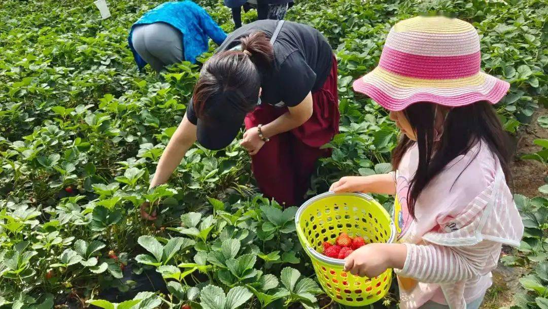 草莓 采摘_采摘草莓英语_采摘草莓图片