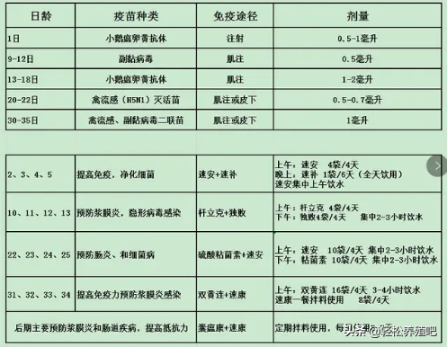 饲养鸭苗注意什么_鸭苗养殖_鸭苗 饲养