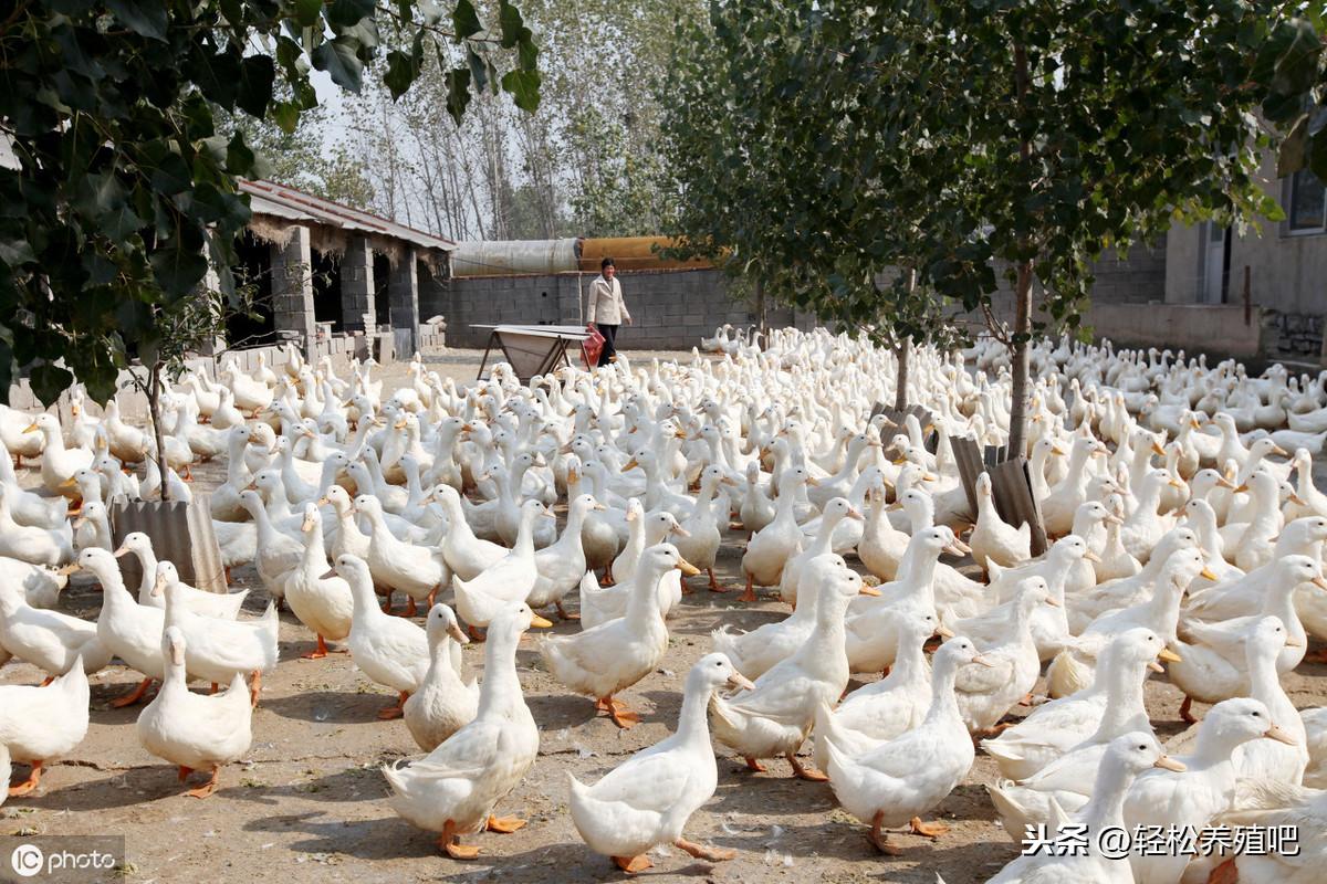 饲养鸭苗注意什么_鸭苗养殖_鸭苗 饲养