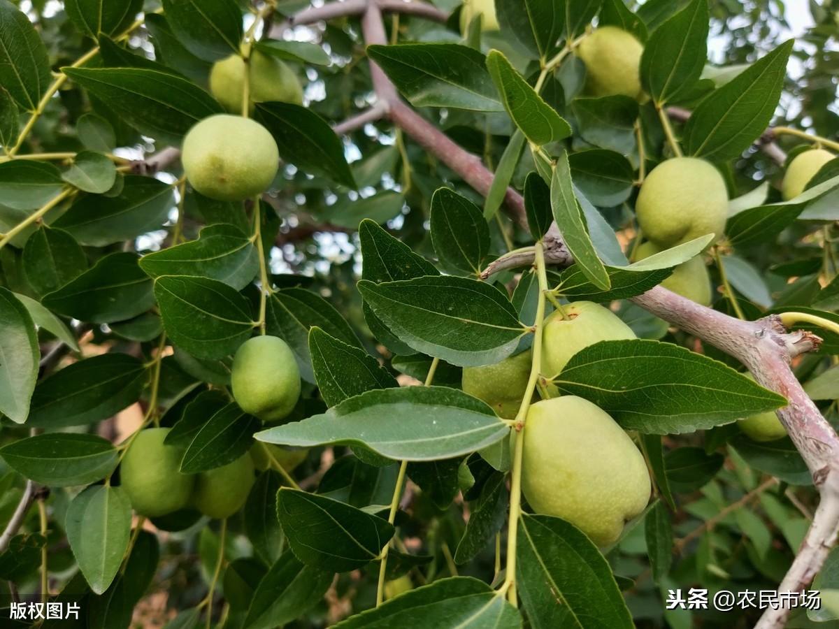 红枣种植技术与管理_红枣种植技术_红枣种植技术有关知识