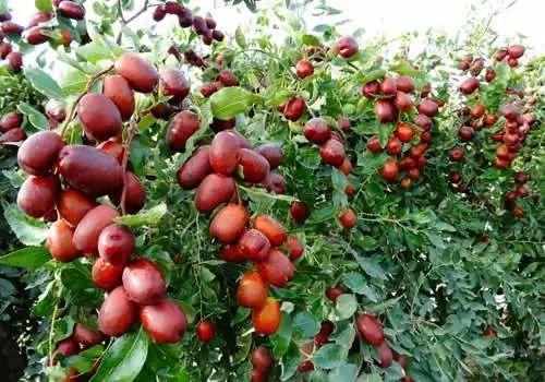 红枣种植技术与管理视频教学_红枣种植技术甘蔗甘蔗_红枣种植技术