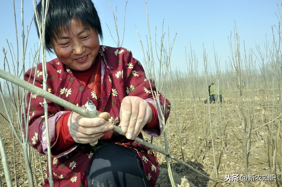 红枣种植技术与管理视频_红枣种植技术_红枣种植技术有关知识