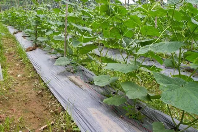 黄瓜大棚_春大棚黄瓜种植技术_黄瓜的大棚种植技术