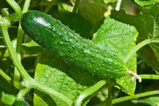 黄瓜的大棚种植技术_黄瓜大棚_春大棚黄瓜种植技术