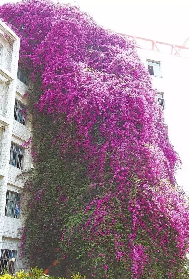 广西金银花批发价格_广西最大的金银花种植基地_广西金银花苗木批发