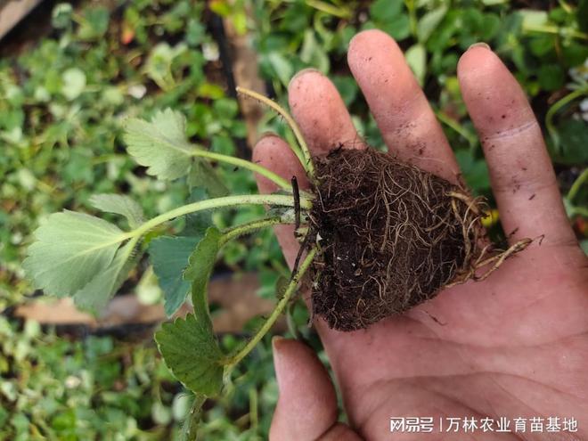 天仙醉草莓百度百科_草莓天仙醉优势_草莓美味c和天仙醉哪个好