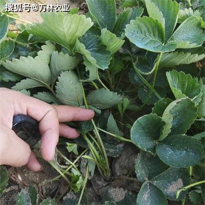 草莓天仙醉优势_天仙醉草莓品种_天仙醉草莓亩产多少斤