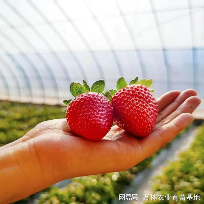 天仙醉草莓百度百科_天仙醉草莓亩产多少斤_草莓天仙醉优势