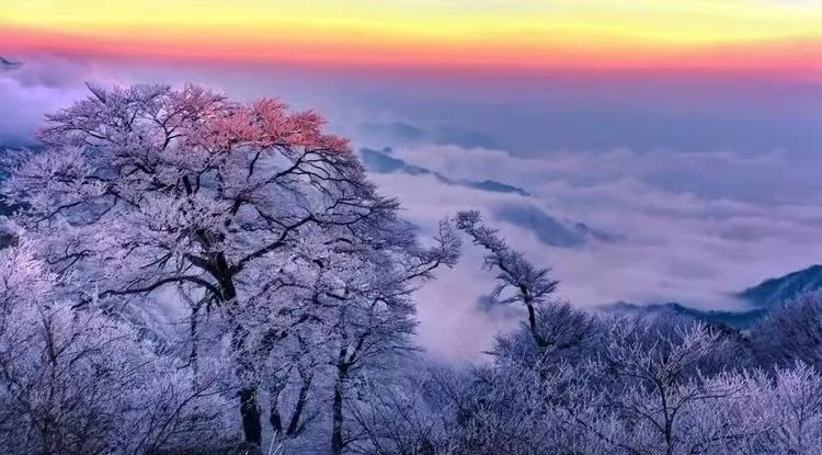 广西哪里有金银花苗出售_批发广西苗木金银花多少钱_广西金银花苗木批发