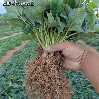 草莓天仙醉优势_天仙醉草莓品种_天仙醉草莓百度百科