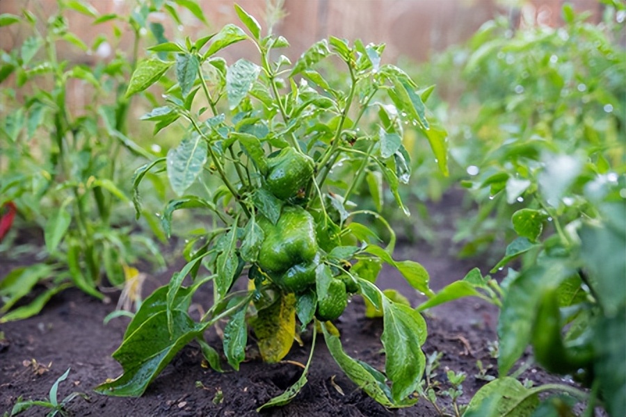 蔬菜盆栽_盆栽蔬菜用什么肥料好_盆栽蔬菜的技术和方法