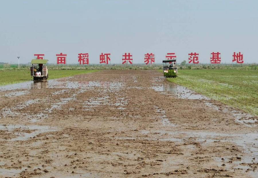 水稻种植山东哪里最多_山东种水稻么_山东水稻种植