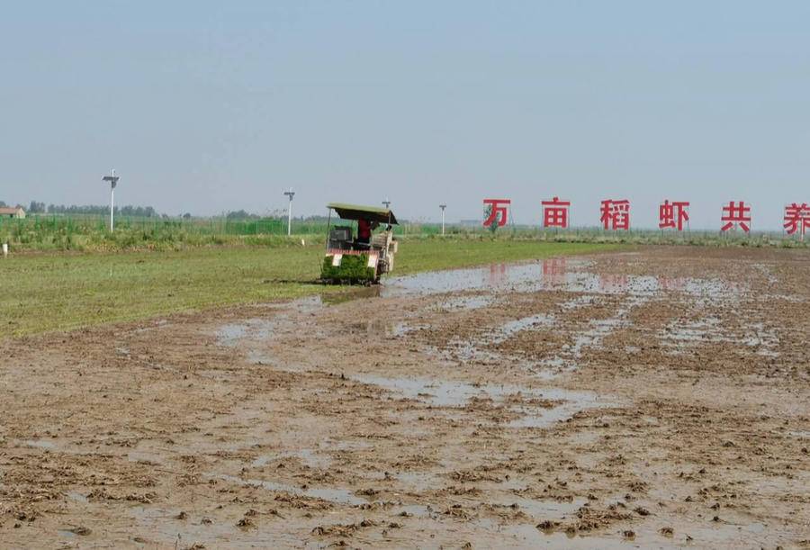 山东水稻种植_山东种水稻么_水稻种植山东哪里最多