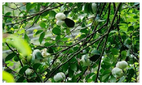 油茶树价格怎样?种植前景如何?油茶树种植成本和亩产效益分析