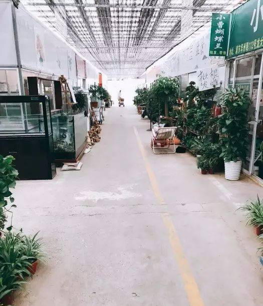 果树盆景市场_果树盆景市场前景如何_果树盆景市场前景