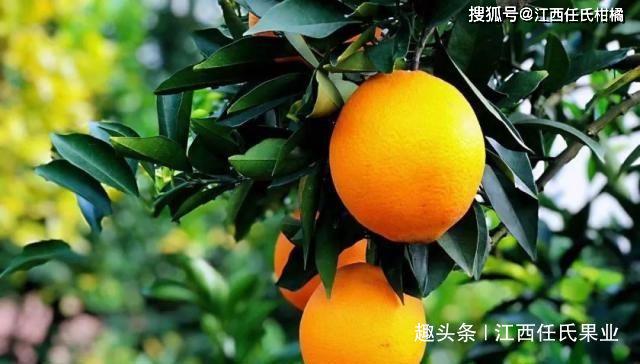 2021年赣南脐橙采摘时间_赣南脐橙季节_季节赣南脐橙好吃吗