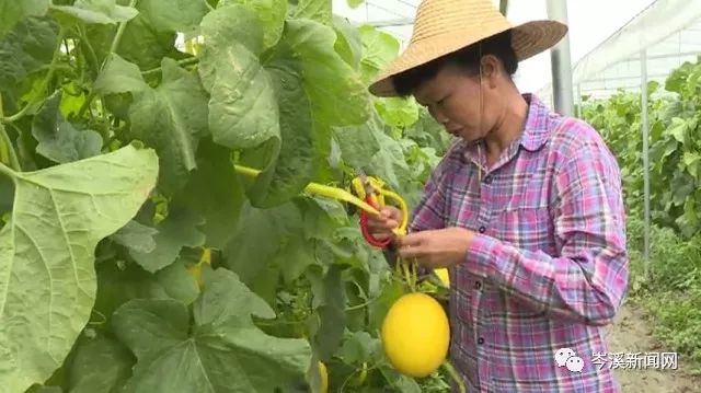 水果种植种类_水果品种种植_水果种植有哪些