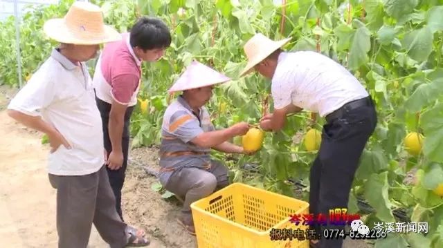 水果种植种类_水果种植有哪些_水果品种种植