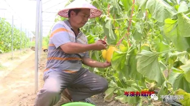 水果品种种植_水果种植有哪些_水果种植种类