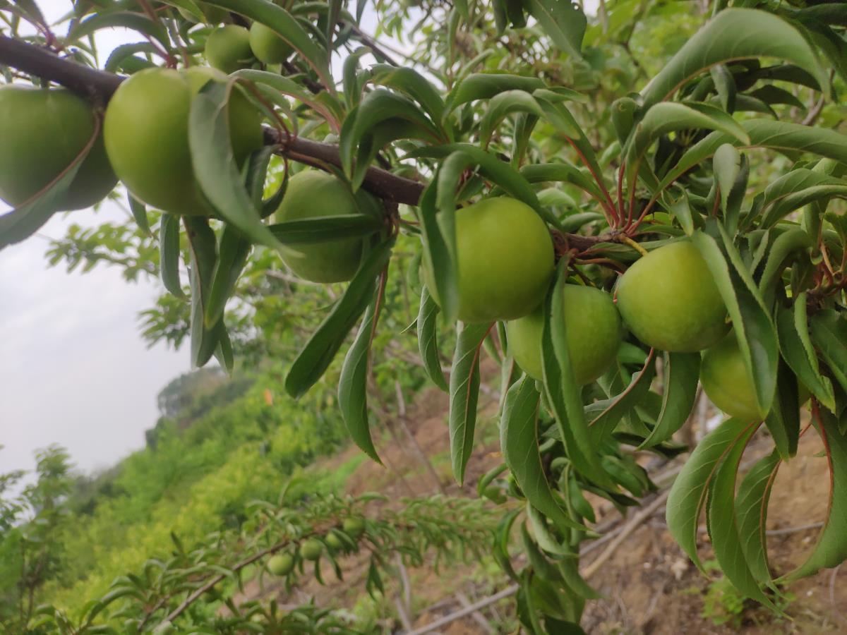 卖果树苗的平台有哪些_果树树苗卖有哪些品种_果树树苗哪里有卖