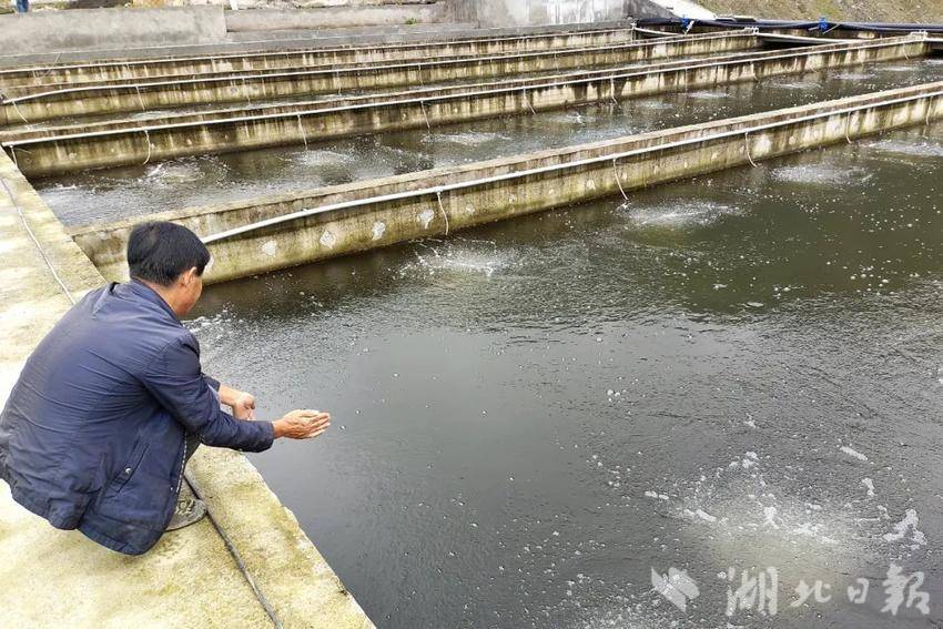 20亩水面养鱼经济效益_水面养殖补偿标准_水面效益养鱼经济怎么样