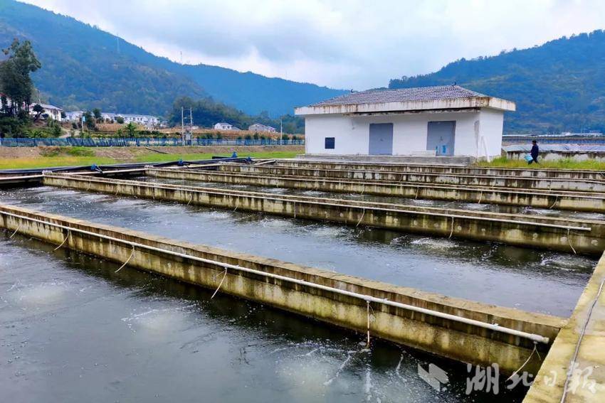 水面养殖补偿标准_水面效益养鱼经济怎么样_20亩水面养鱼经济效益