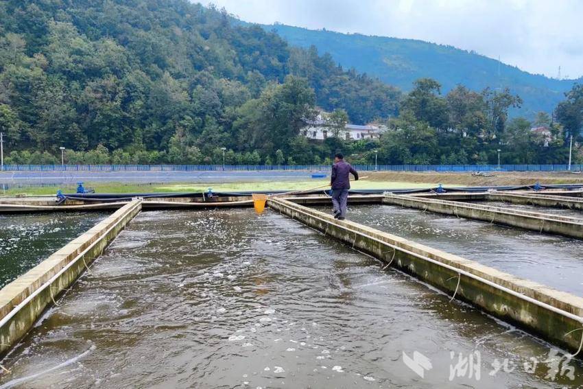 水面养殖补偿标准_20亩水面养鱼经济效益_水面效益养鱼经济怎么样