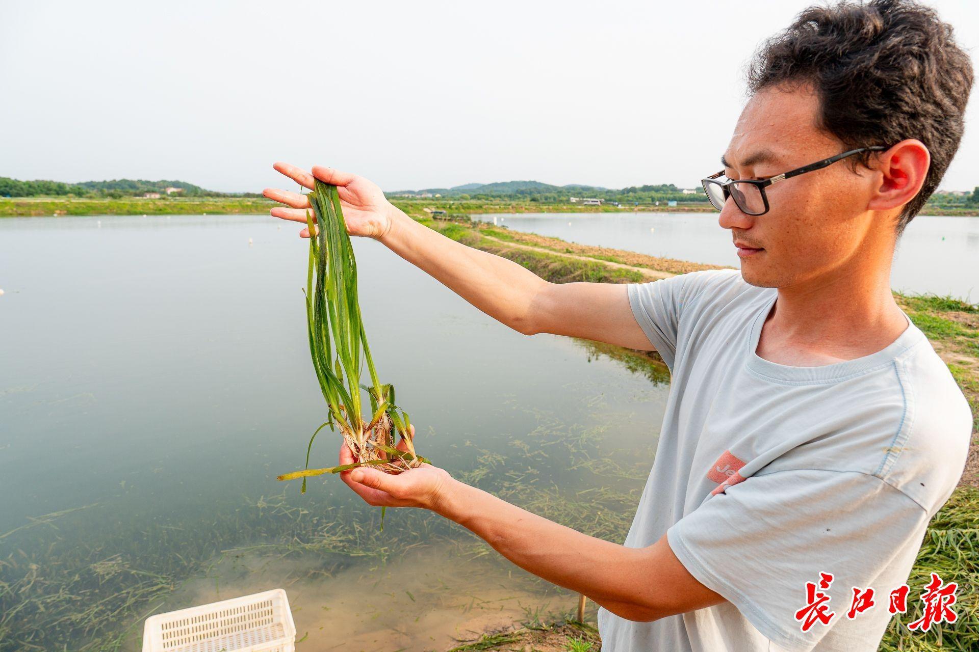 水面效益养鱼经济效益分析_水面养殖补偿标准_20亩水面养鱼经济效益