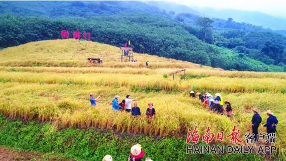 种植果树视频_农业节目果树_农林卫视网→种植果树