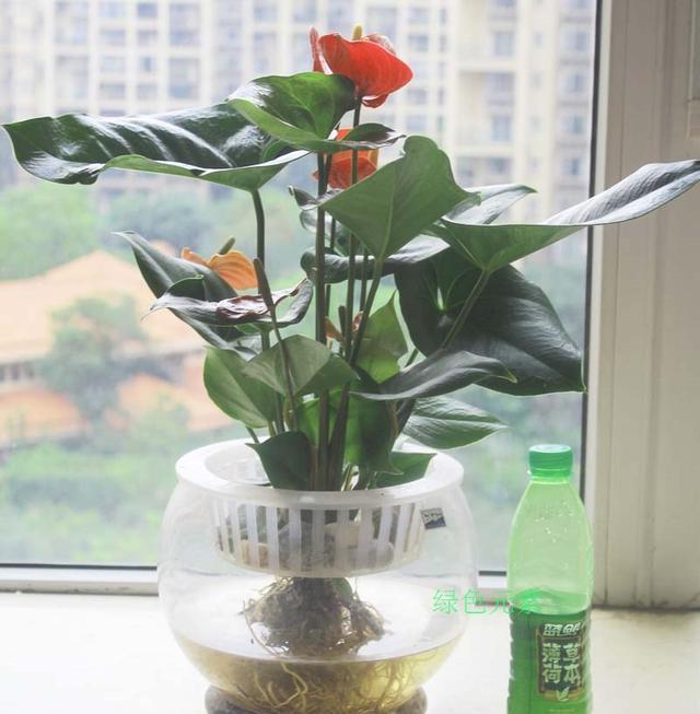 水培植物放什么鱼最合适？