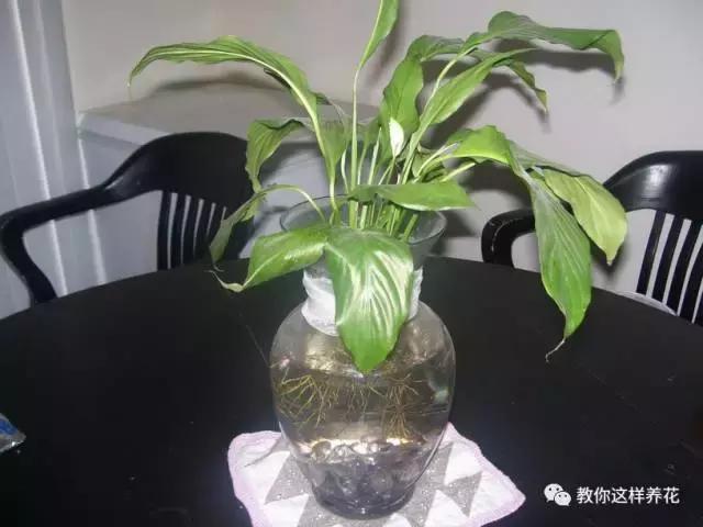 在水培植物里养鱼有什么好处_养鱼水培植物_水培植物鱼