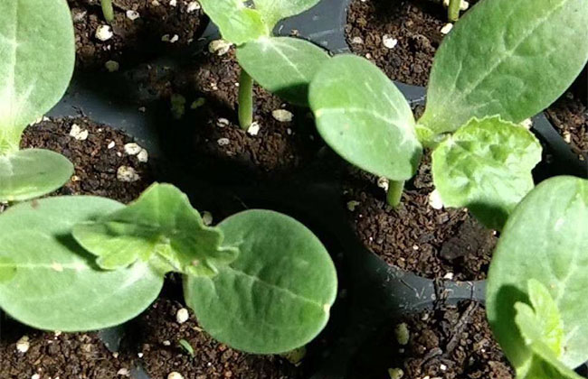 西瓜几月种植?西瓜的种植时间