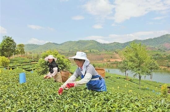 云南农业综合生产能力_云南农业综合生产能力排名_云南农业生产方式