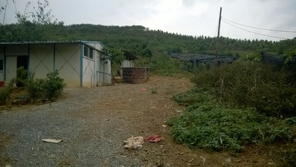 养殖七彩山鸡利润高吗_七彩山鸡养殖前景_七彩山鸡养殖成本