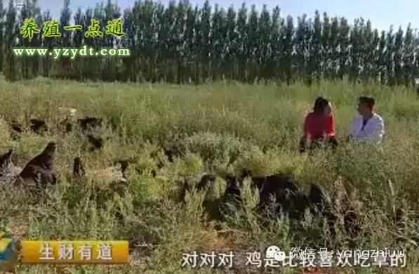 七彩山鸡人工养殖_养殖七彩山鸡的成本_七彩山鸡养殖成本