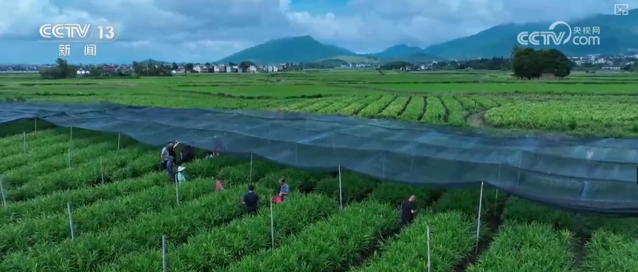 全国2020年蔬菜种植面积_2024全国蔬菜种植面积_2021年蔬菜新增种植面积