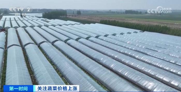 中国蔬菜播种面积_2024全国蔬菜种植面积_蔬菜种植面积全国2024多少