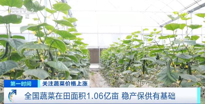 蔬菜种植面积全国2024多少_2024全国蔬菜种植面积_中国蔬菜播种面积